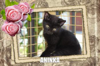 aninka351.jpg